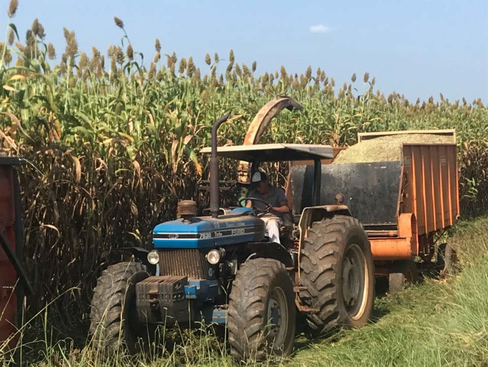 colhendo o super sorgo senepol sertanejo