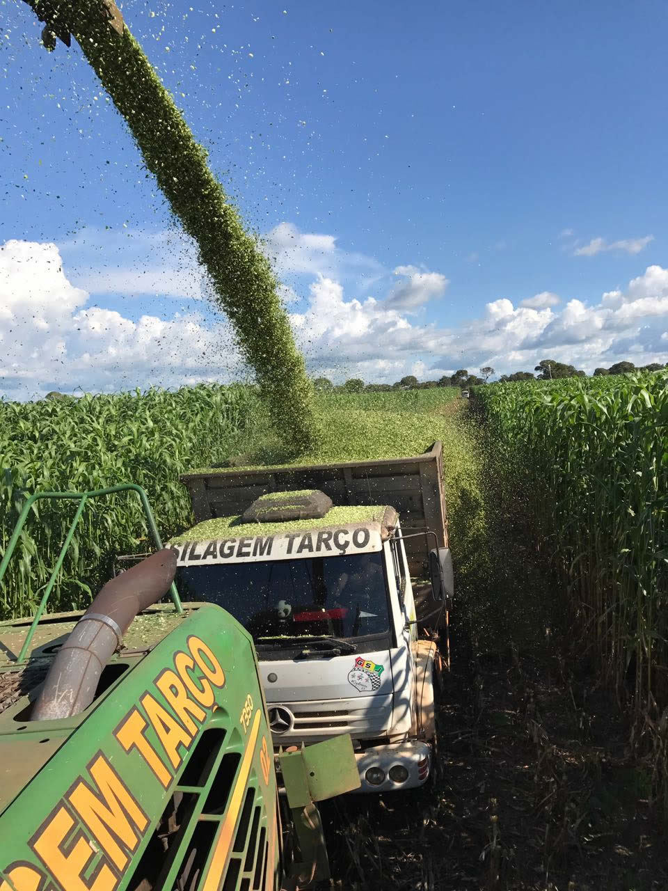 colhendo o super sorgo