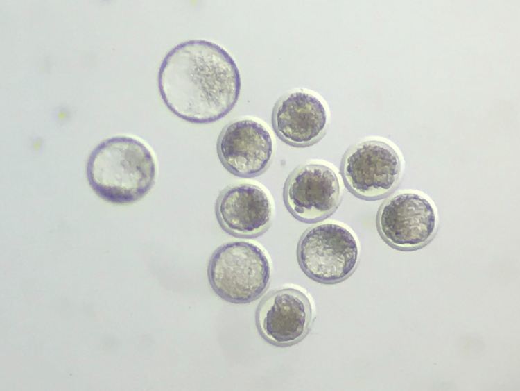 embriões de ovinos
