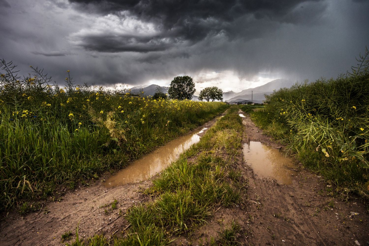 chuva no campo