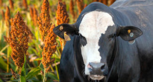 gado confinamento alto grao sorgo