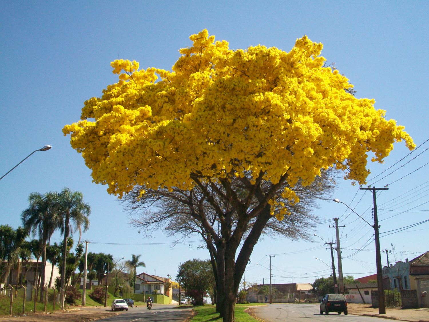 Ipê: A árvore do Brasil - Compre Rural