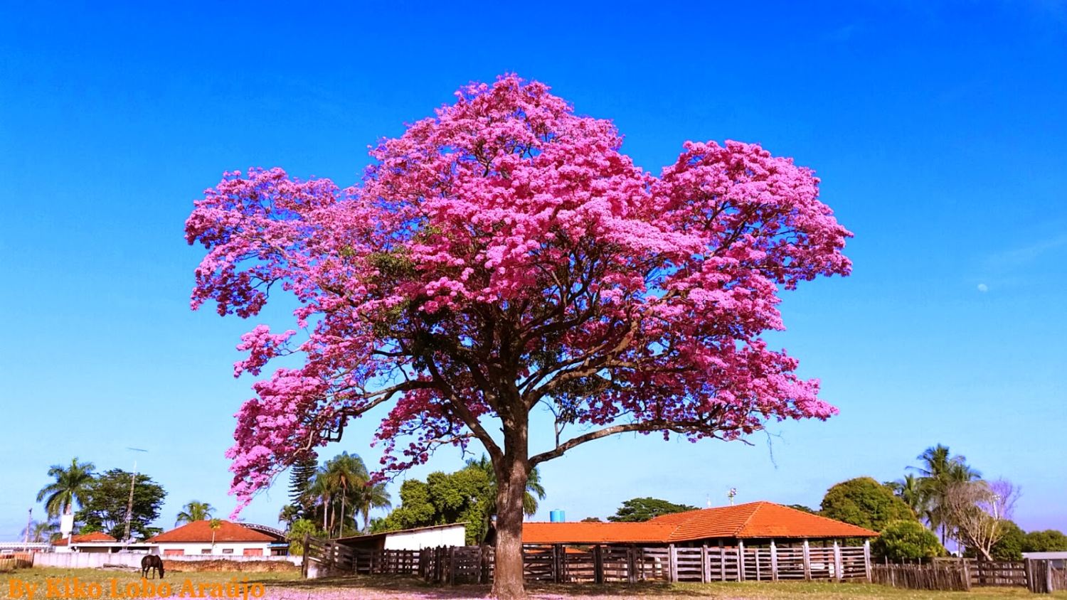Ipê: A árvore do Brasil - Compre Rural