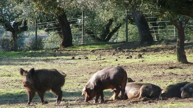 javali