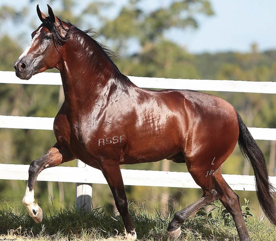 lucido da figueira - cavalo mangalarga marchador