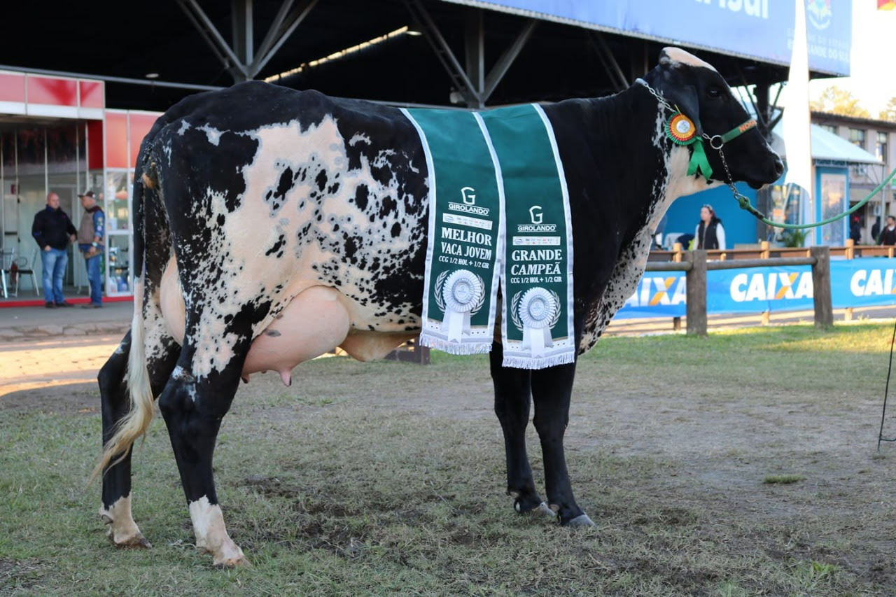 nucleo gaucho de girolando