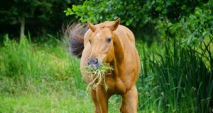 cavalo comendo grama