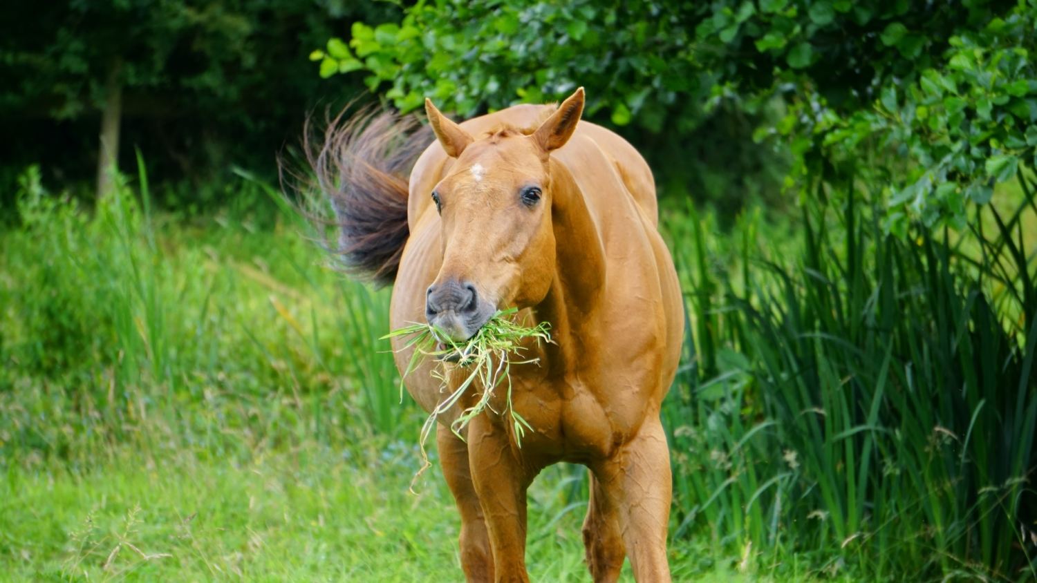 cavalo comendo grama