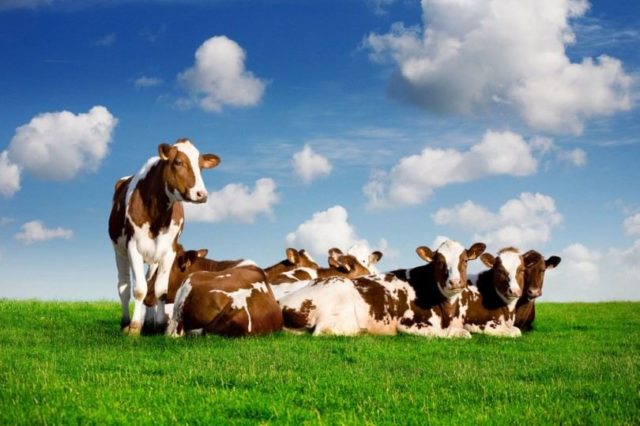 romapada-swami-on-why-one-should-drink-cows-milk-810x539