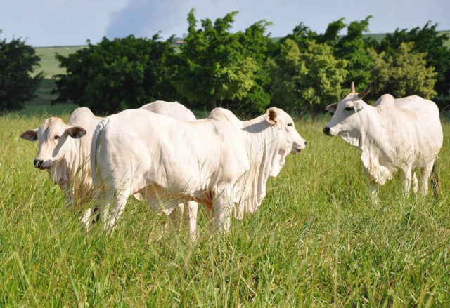 sistema de cria a pasto sistema de cria a pasto