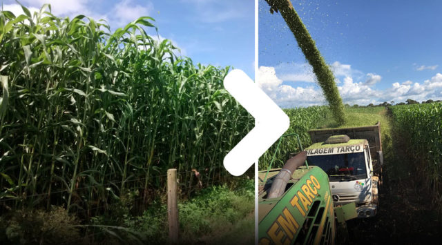 super sorgo gigante super sorgo gigante