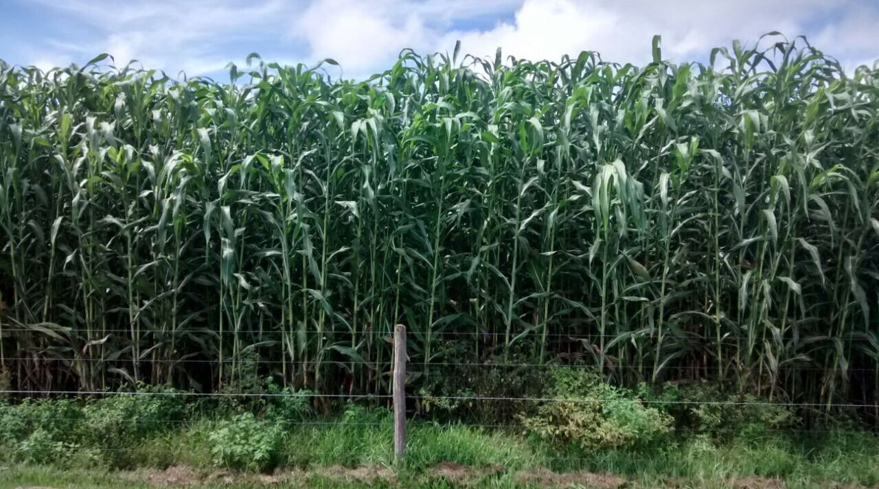 super sorgo visao da plantacao comparando cerca