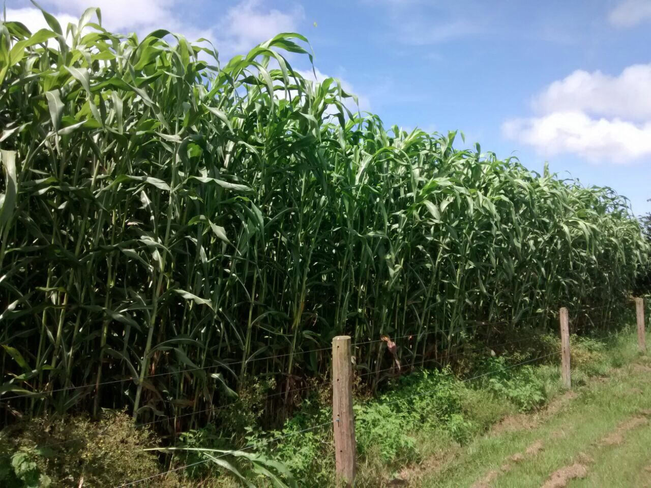 super sorgo visao da plantacao