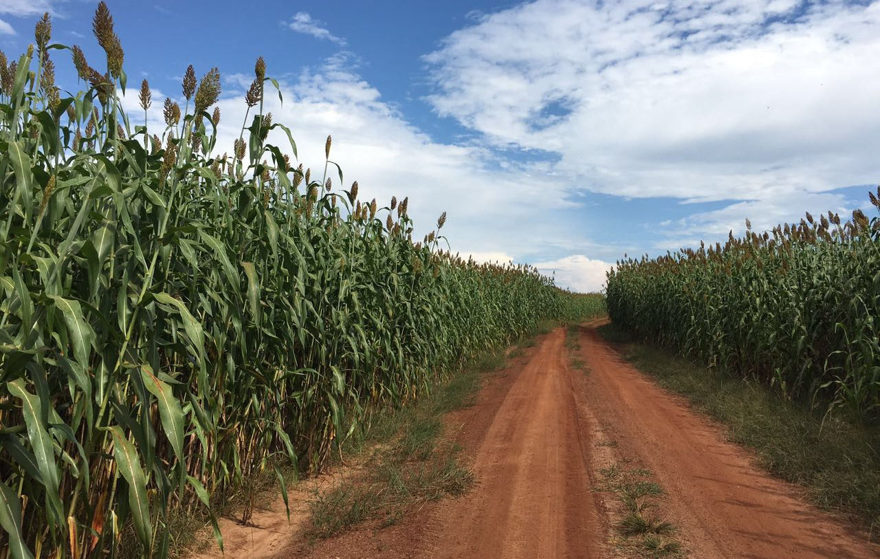 talhao de super sorgo