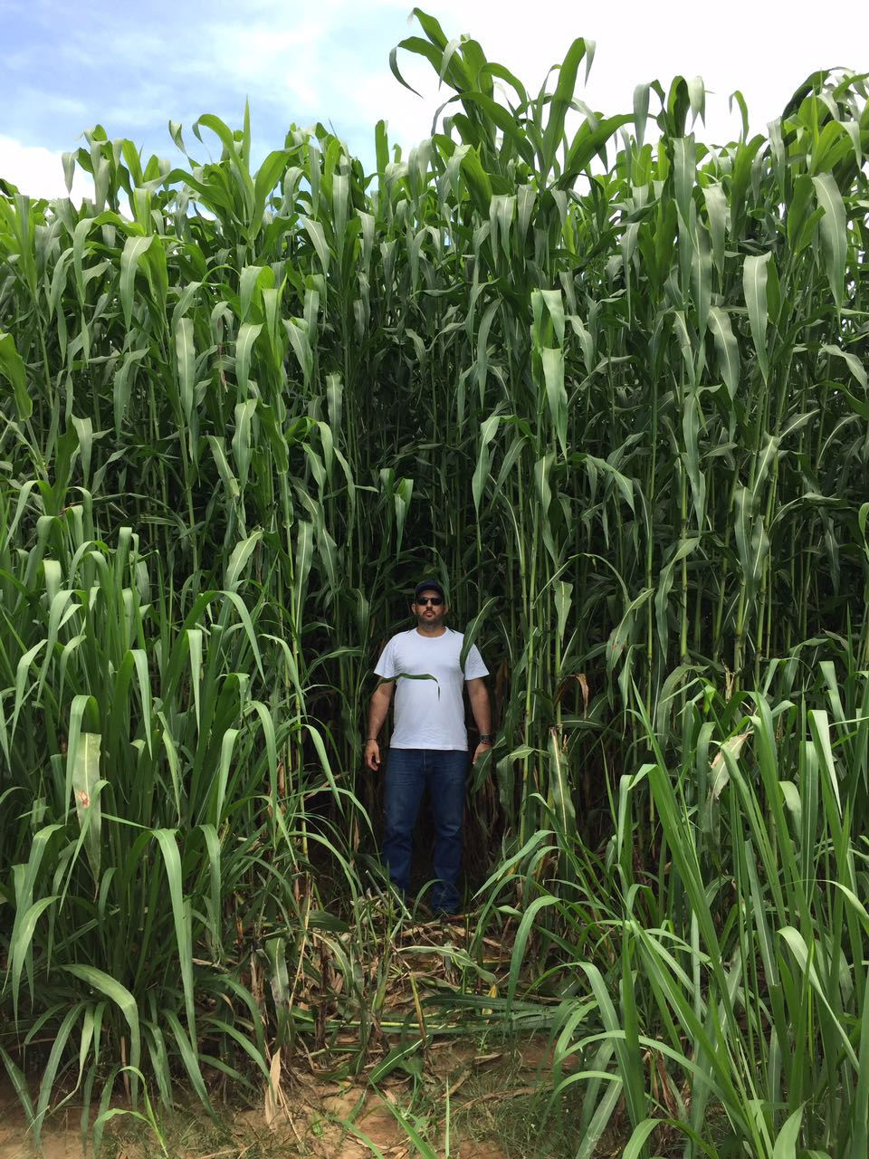 tamanho do sorgo em comparacao com ser humano