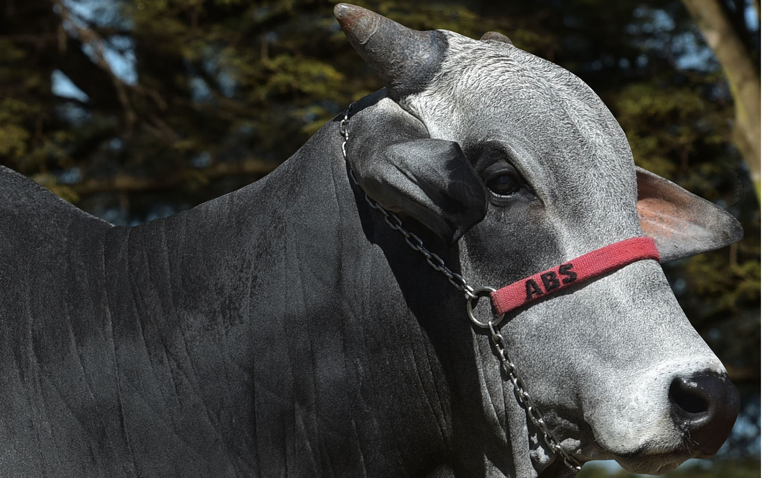 touro nelore REM Caldonegro