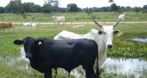 vaca nelore com bezerro de cruzamento