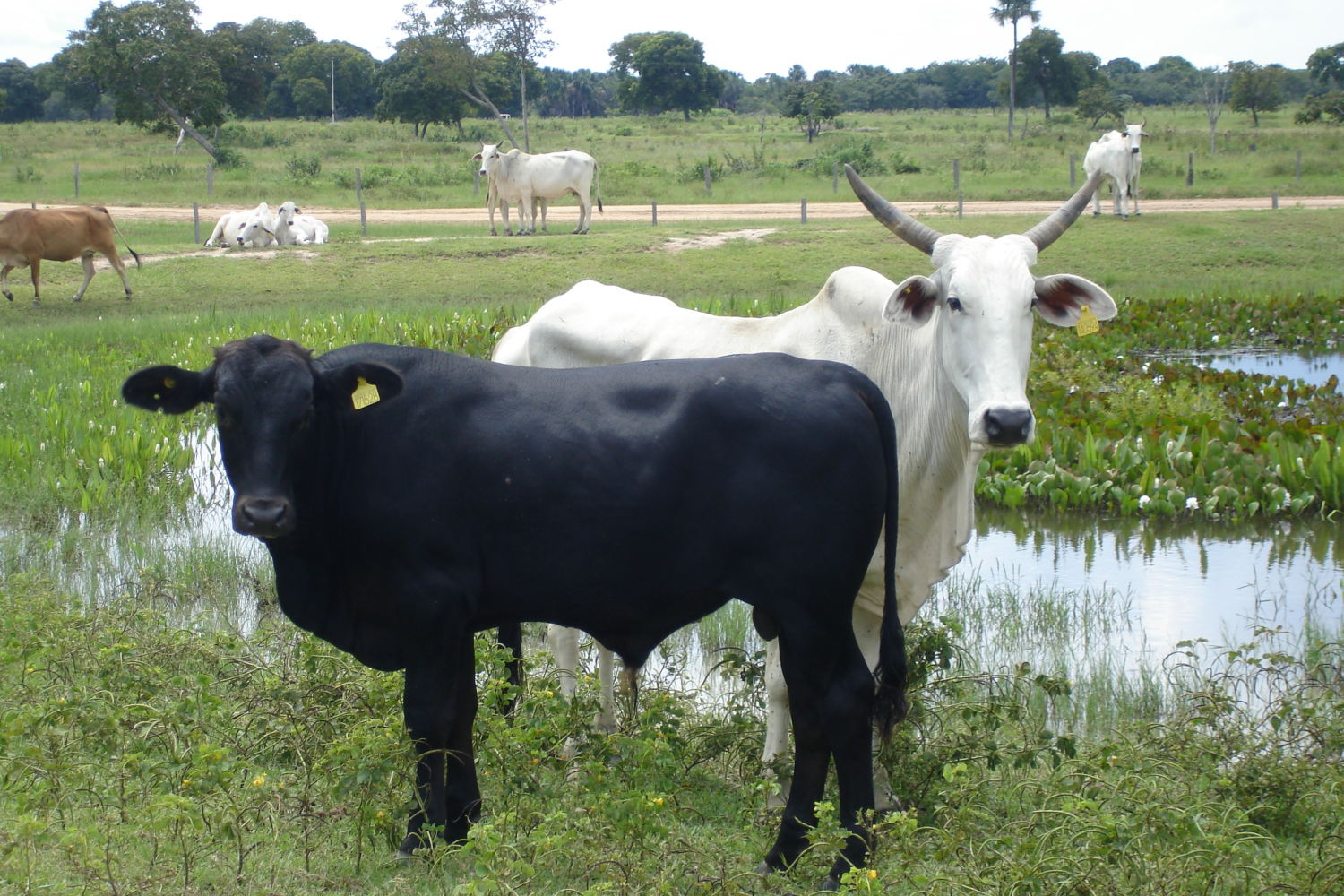 vaca nelore com bezerro de cruzamento