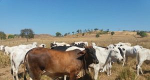 vacas a pasto na seca
