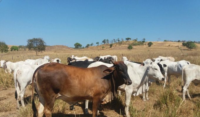 vacas a pasto na seca