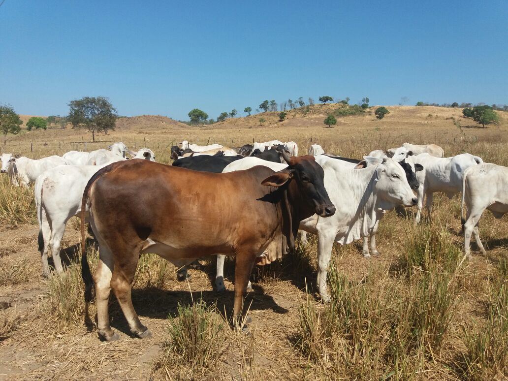 vacas a pasto na seca