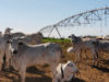 vacas e novilhas engordando a pasto com pivot