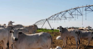 vacas e novilhas engordando a pasto com pivot