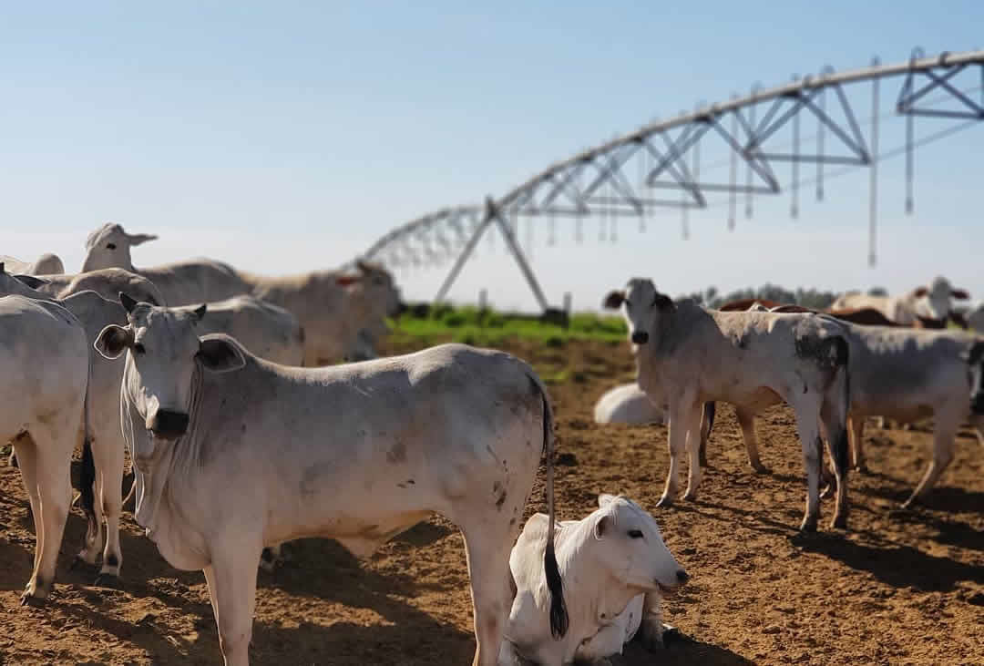 vacas e novilhas engordando a pasto com pivot