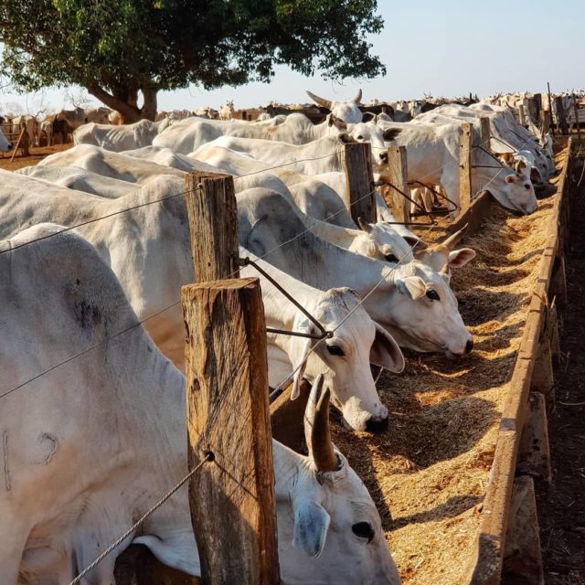 vacas em confinamento vacas em confinamento