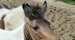 zebralo cruzamento cavalo e zebra