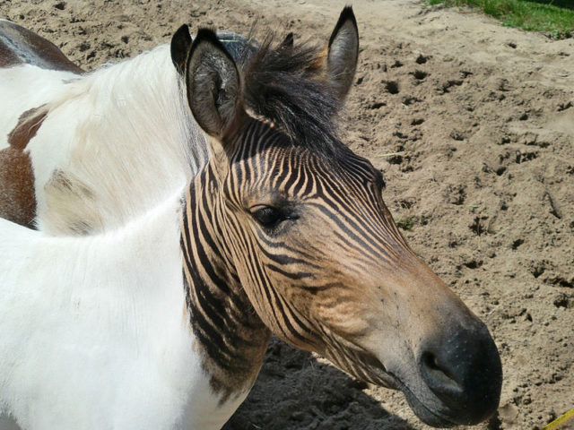 zebralo cloese zebralo cruzamento cavalo e zebra