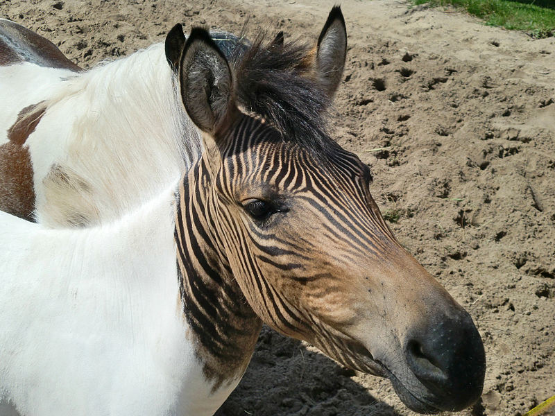 zebralo cruzamento cavalo e zebra