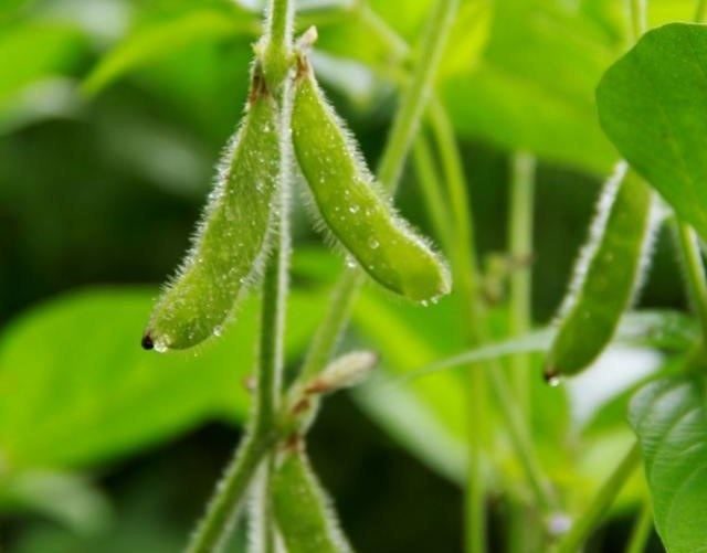 planta da soja
