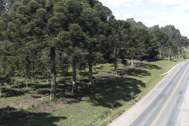 Estradas com Araucárias Estradas com Araucárias