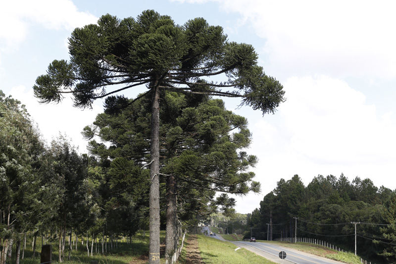 Estradas com Araucárias