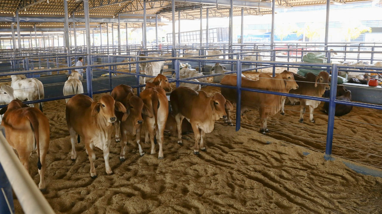 ExpoBrahman 2018