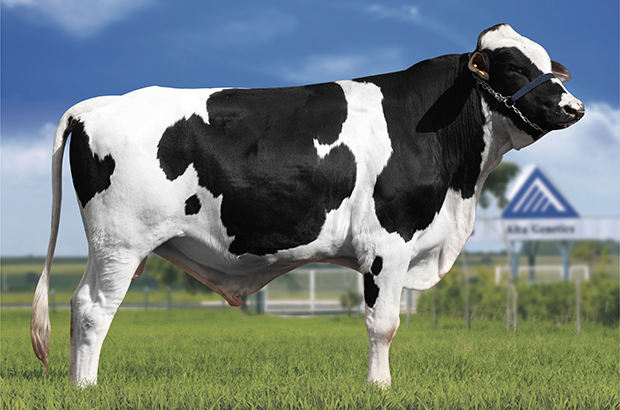 Gold Goldwyn RPM da Santo Antônio