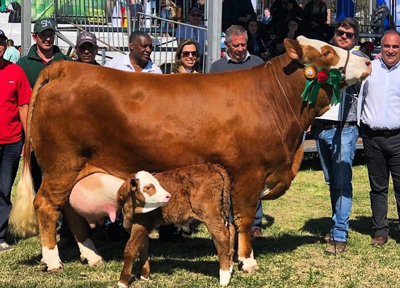 Grande Campeã Simental - Expointer 2018