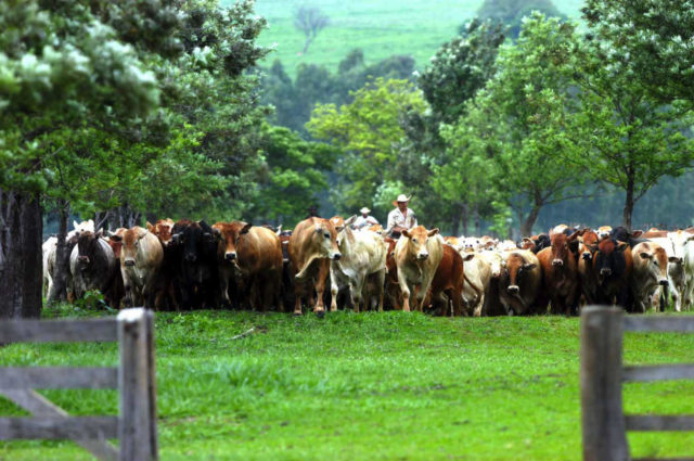 agronegocio vaqueiro trazendo o gado para o curral