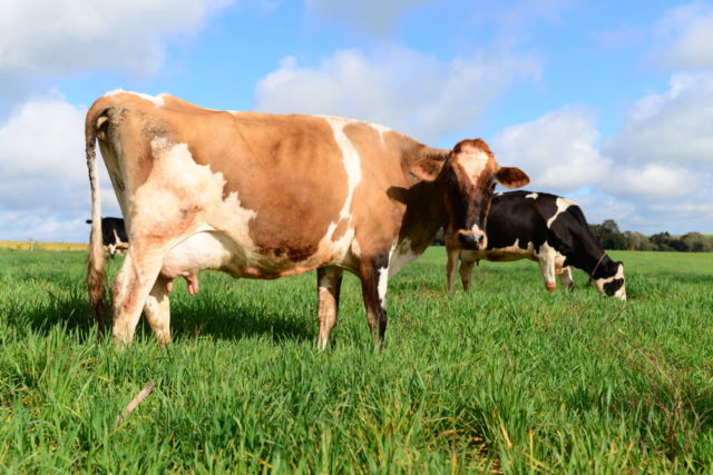 vacas a pasto leite