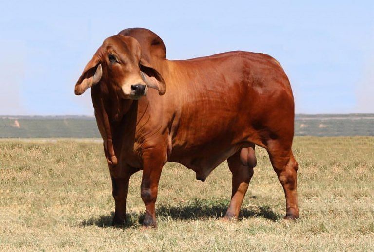 touros brahman vermelho