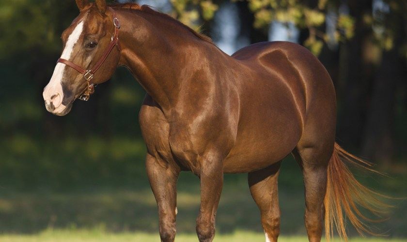 Conheça as principais raças de cavalo criadas no Brasil! I Petz