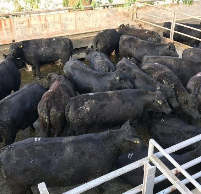 concurso de carcacas angus animais concurso de carcacas angus animais