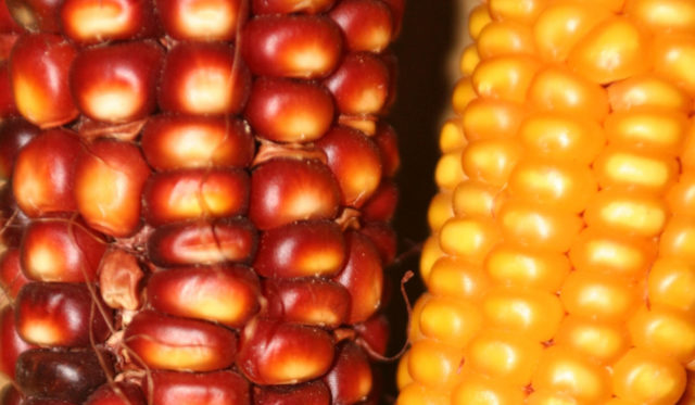 cultivares de milho