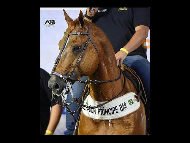 don-principe-640x480 don-principe-640x480