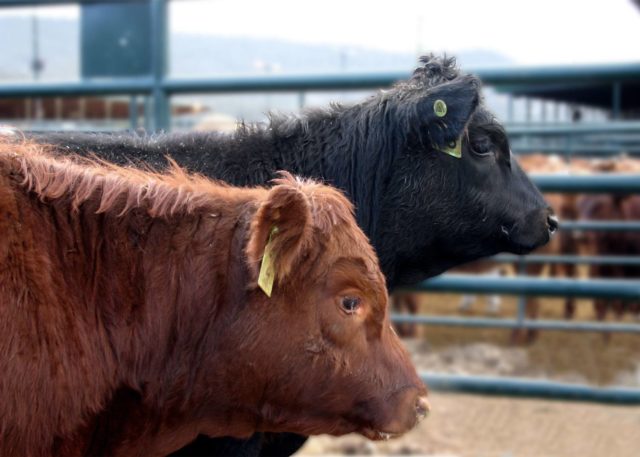 gado angus canada gado angus canada