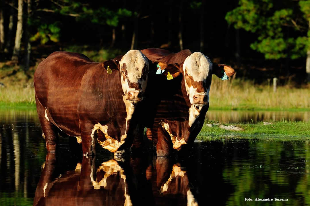 gado braford da fazenda mae rainha