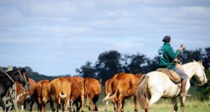 gado criado nos pampas carne mais saudável 2