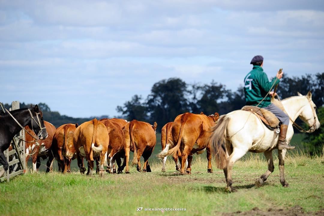 gado criado nos pampas carne mais saudável 2