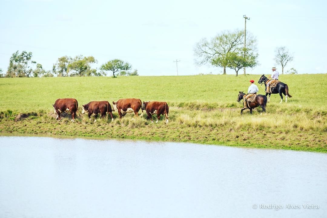 gado criado nos pampas carne mais saudável